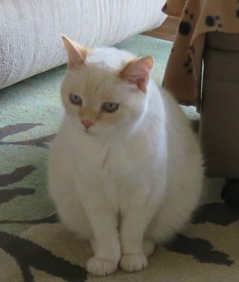 Kali