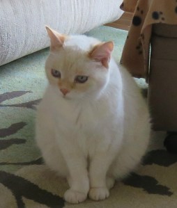 Kali