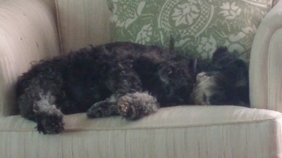 Lexi in Jens chair