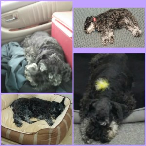 Napping Collage