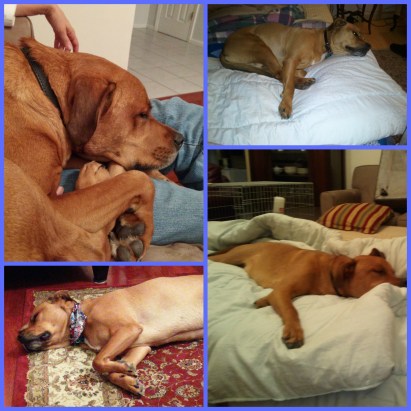 Riley napping Collage