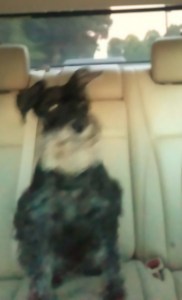 I'm a good boy riding in the car.