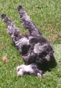 roll in grass