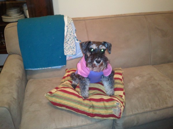 On pillow in spoiled rotten shirt