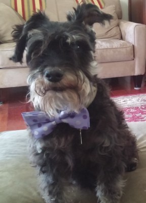 piper-with-bowtie