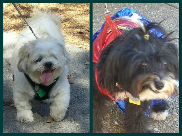Left -Lhasa Apso; right, I couldn't resist this second picture of our little mixed breed. Lexi would have been proud of the cocky sneer. Don't you wonder what she was thinking?