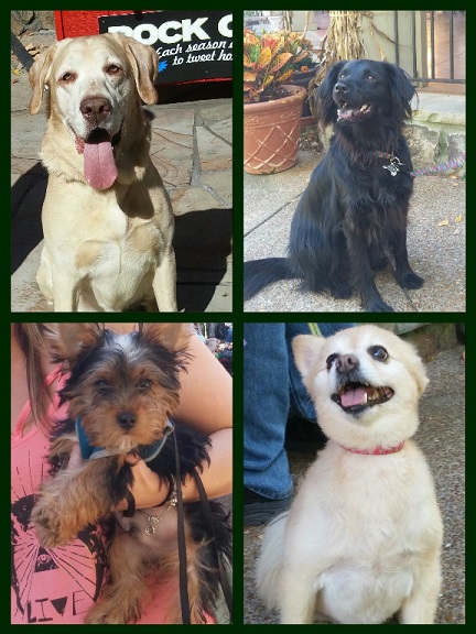 Top left is a yellow lab; right is a Gordon Setter. Bottom left is another Yorkie who forgot to dress for Halloween; and a pomeranian, shaved for the heat