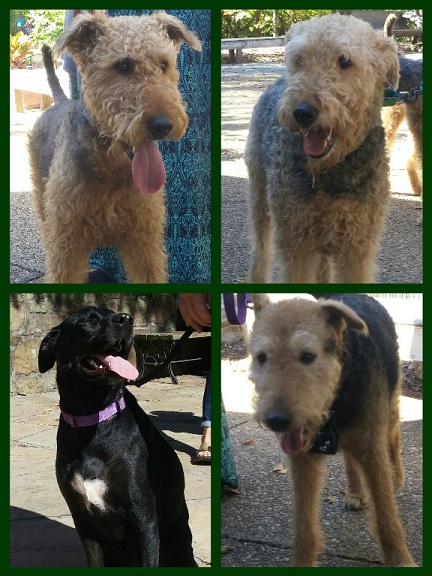 You're not seeing triple. These 3 Aidales were with one family. What a happy black lab.