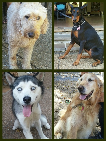 Top left is the popular Labradoodle, right is a regal Dobie who didn't want her picture taken. Botom left a Siberian Husky with startling ice blue eyes and right is sweet Sam, who just lost his brother. :(