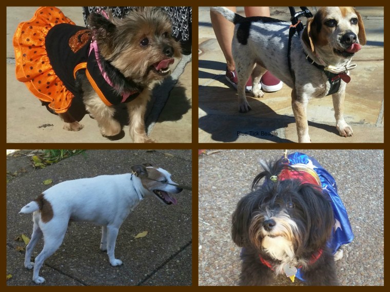 Top left the Yorkie is all ready for Halloween; right is a blue tick beale