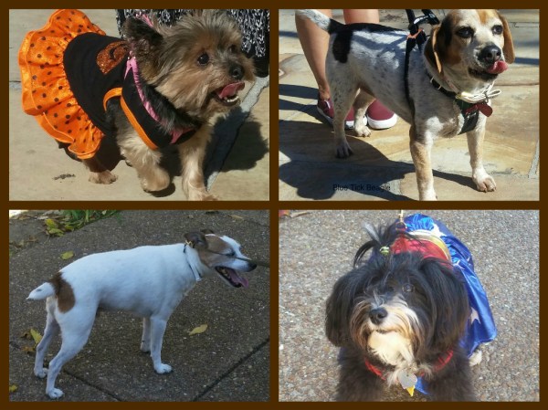 Top left the Yorkie is all ready for Halloween; right is a blue tick beale