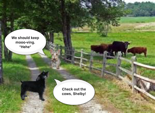 country-lane