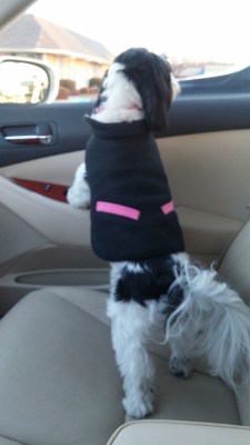 gracy-car-window