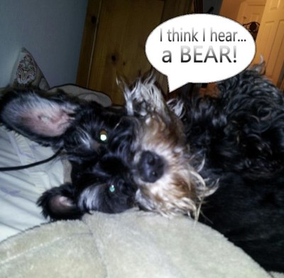 piper-in-bed-speech-bubble