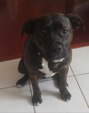 Lucy sitting