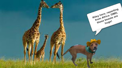 endangered-girafferiley