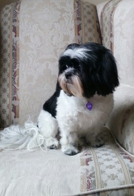 gracie-in-chair