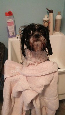 gracie-in-tub
