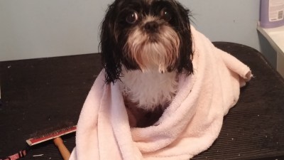 gracie-towel-dry-1