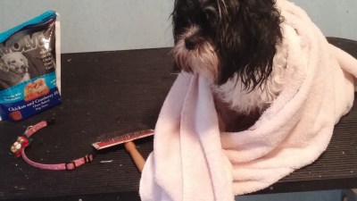 gracie-towel-dry-with-treat-1