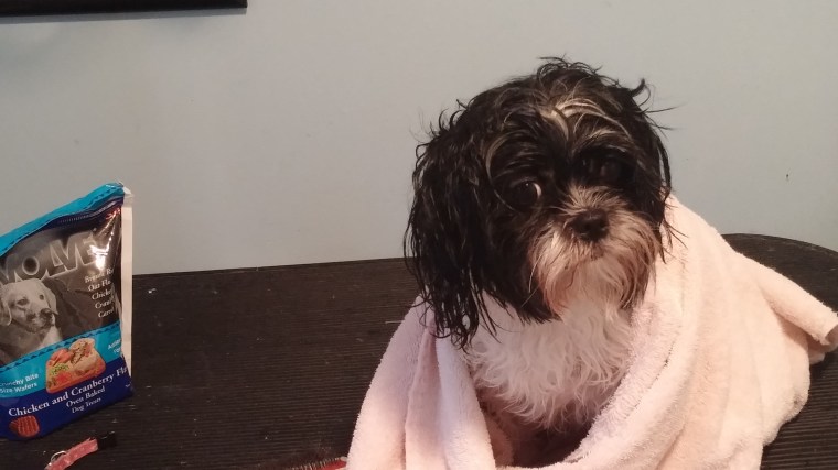gracie-towel-dry-with-treat-2