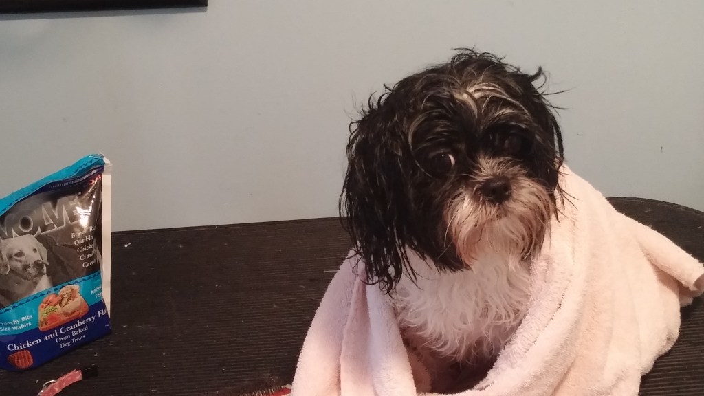 gracie-towel-dry-with-treat-2