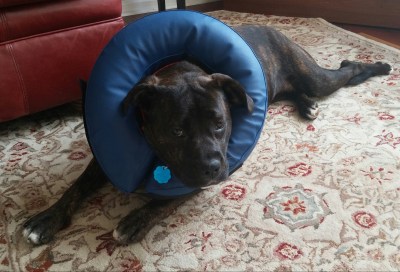 lucy-laying-with-donut-on-head