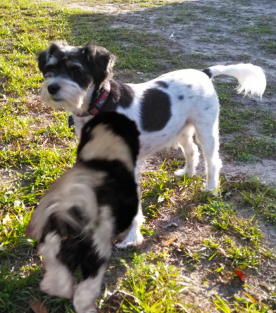 noodle-and-gracie