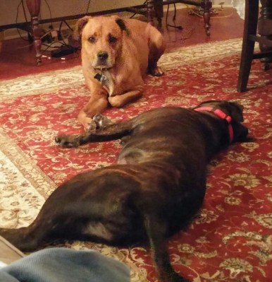riley-lucy-resting-from-play