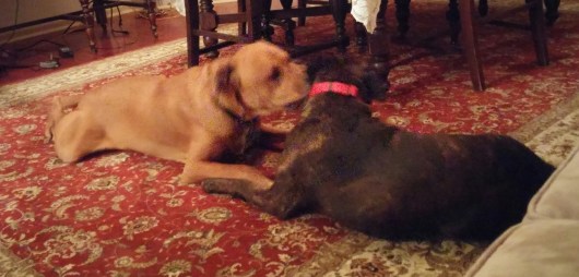 Lucy, will you be my Valentine?