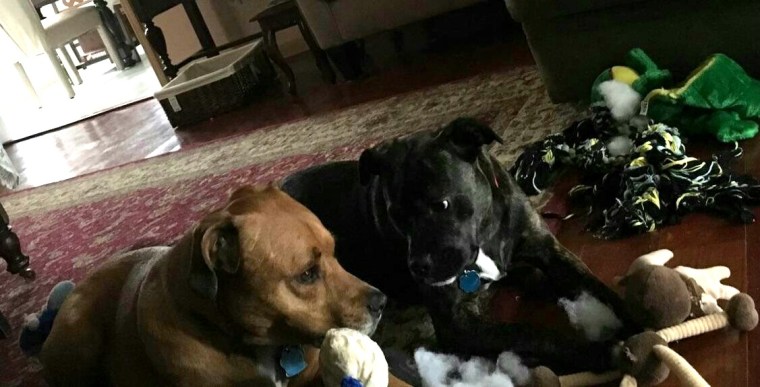 Lucy wants to dead the stuffy