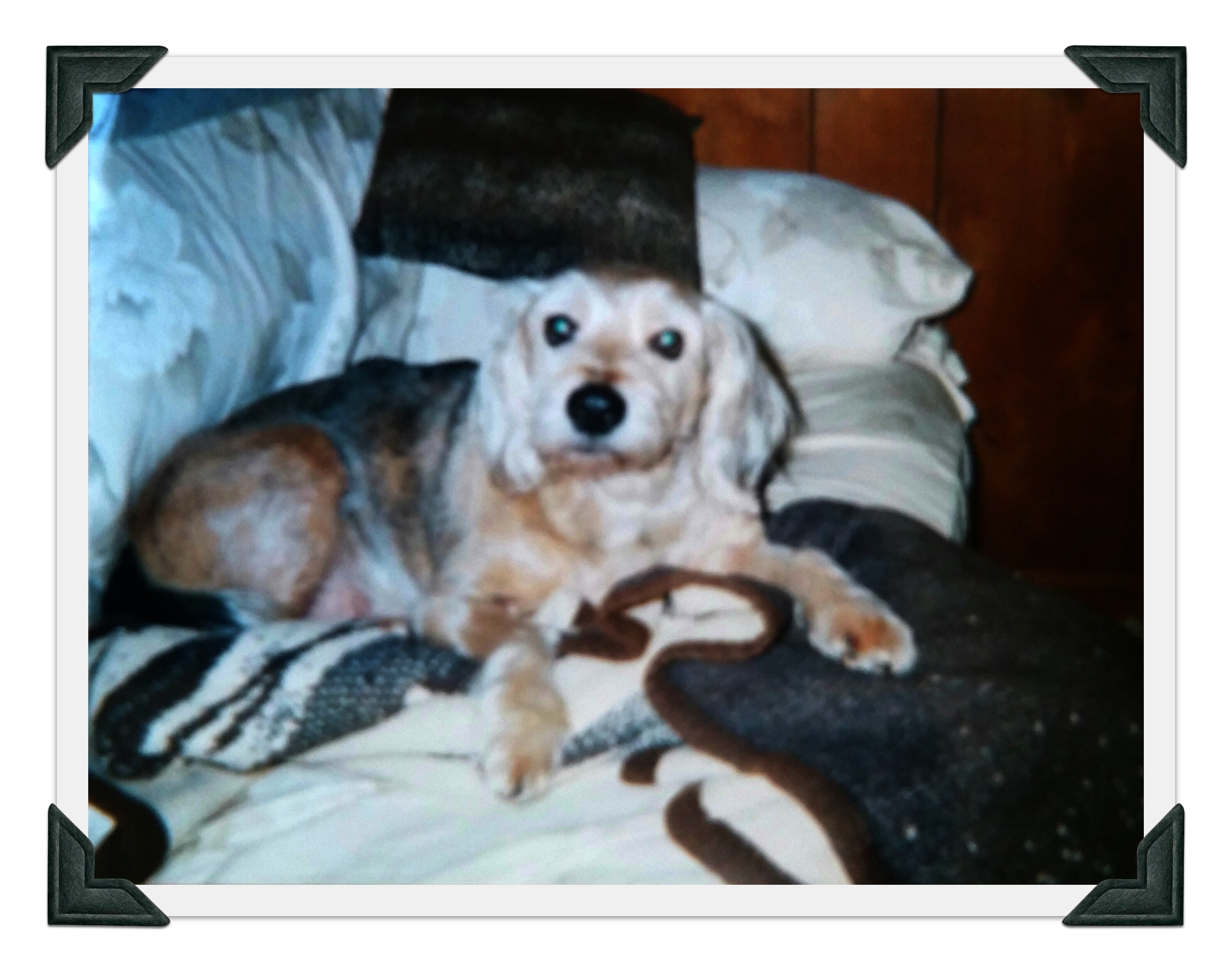 Sammy 11 yrs old winter 2001-2002 edited