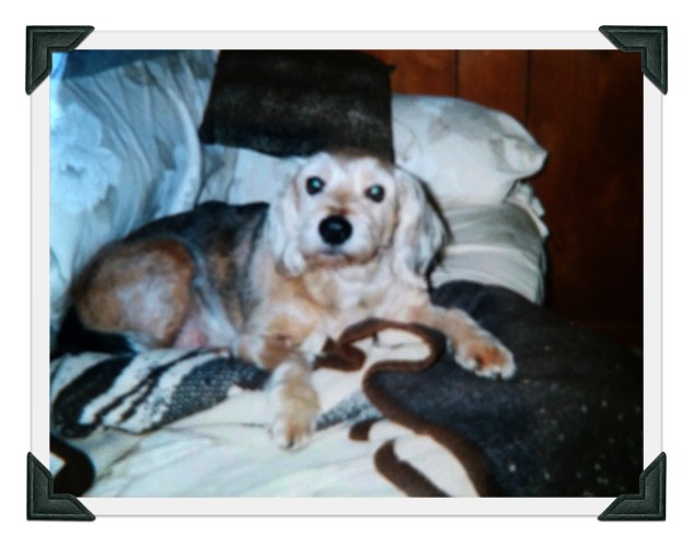 Sammy 11 yrs old winter 2001-2002 edited