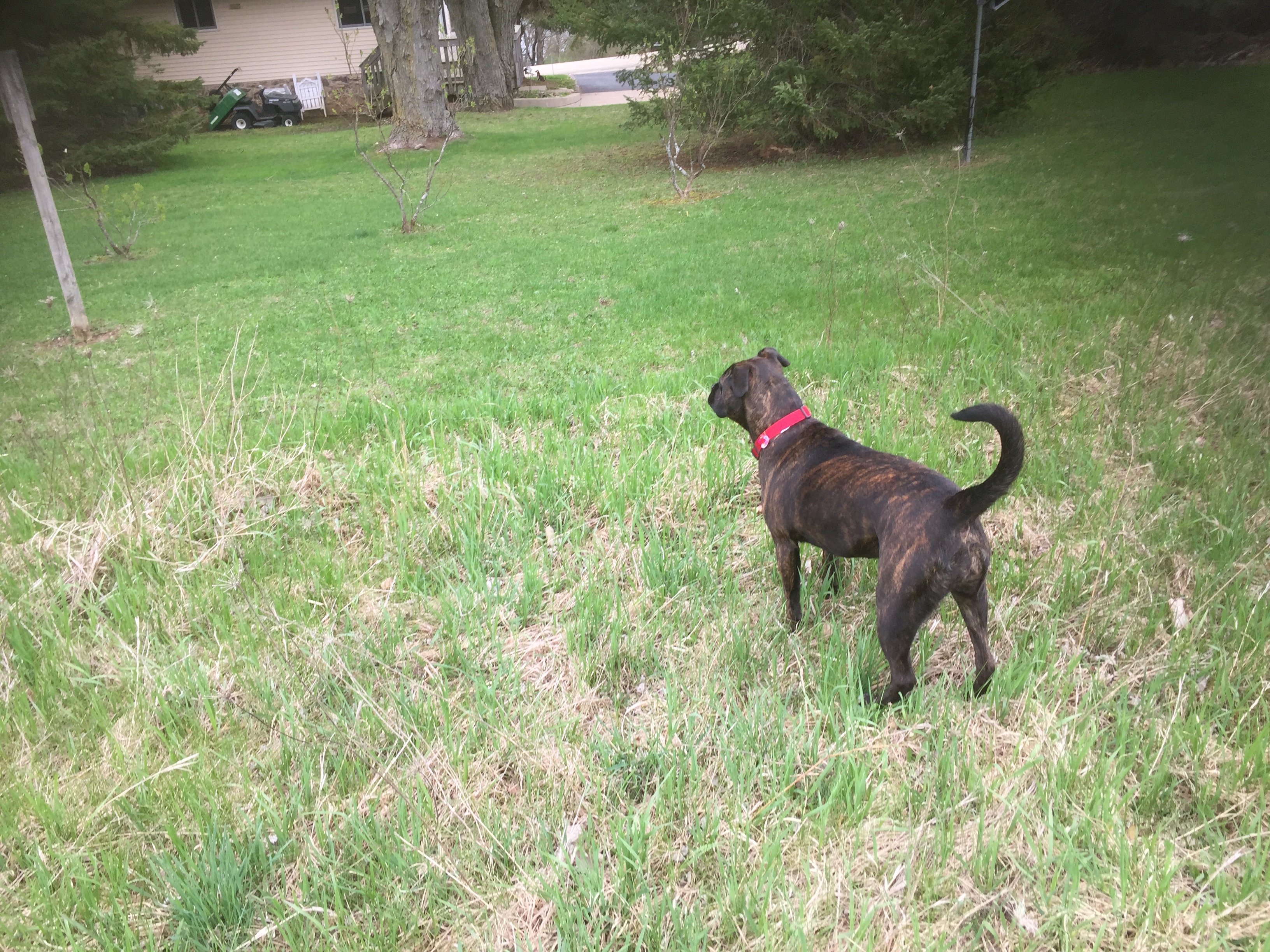 Lucy - bone in distance