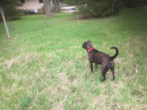 Lucy - bone in distance