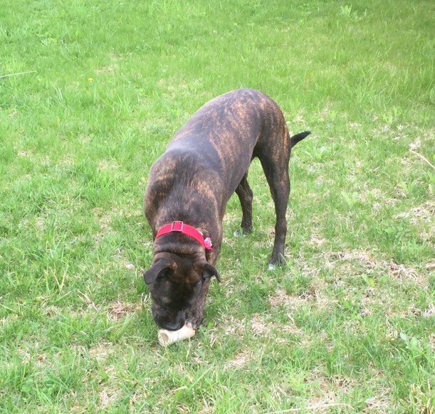 Lucy - bone tasting