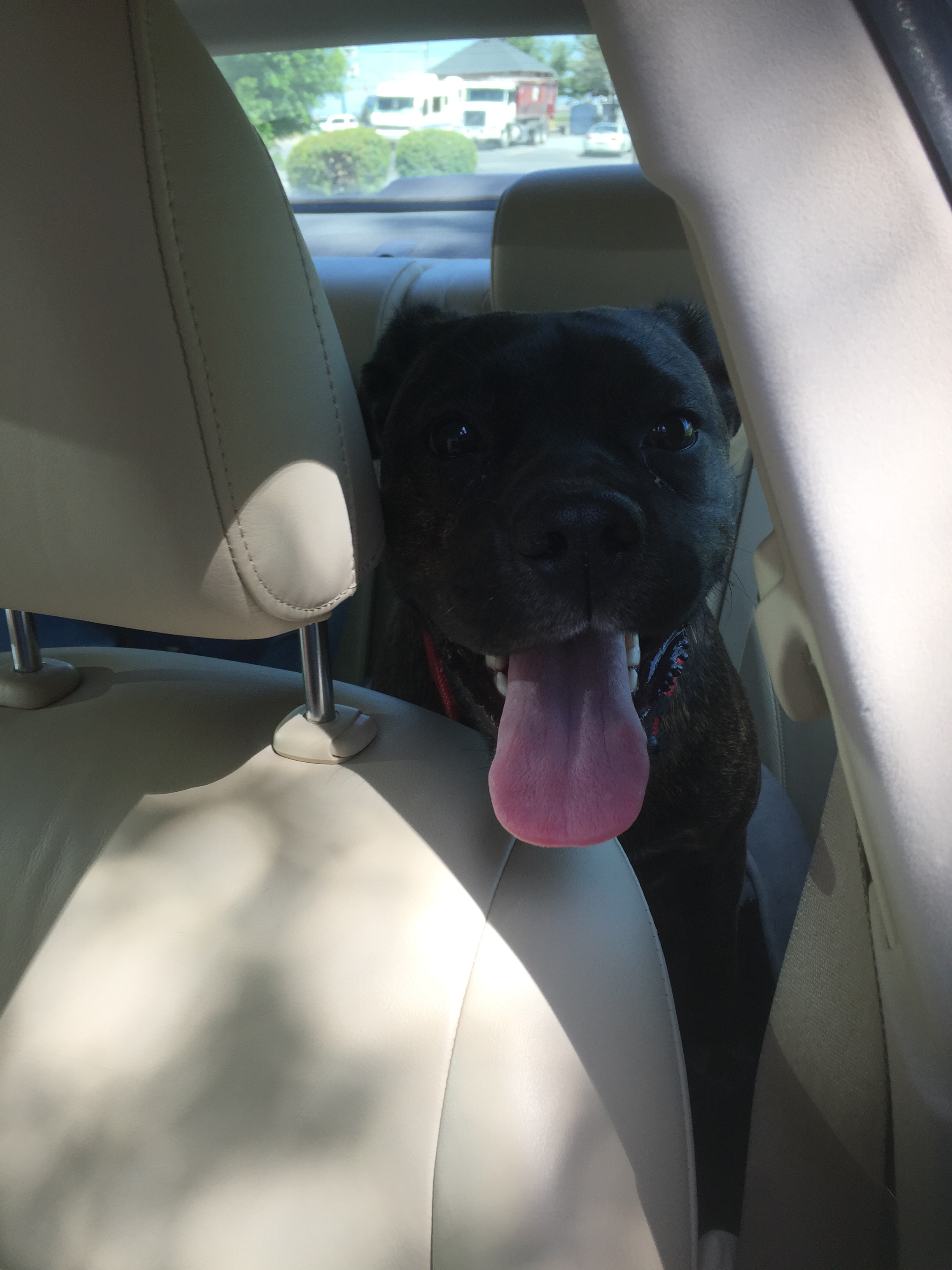 Lucy in car tongue out