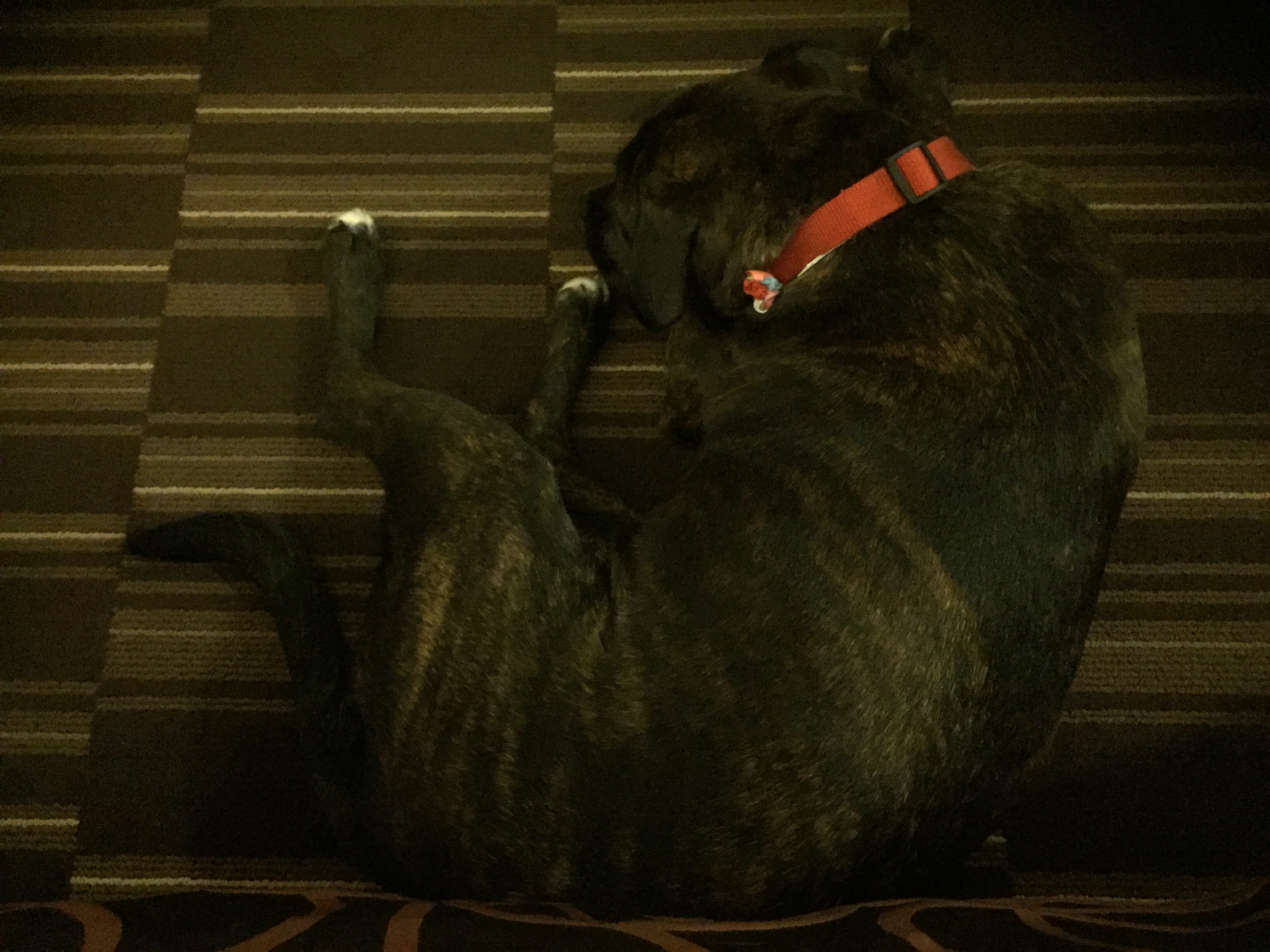 Lucy in hotel