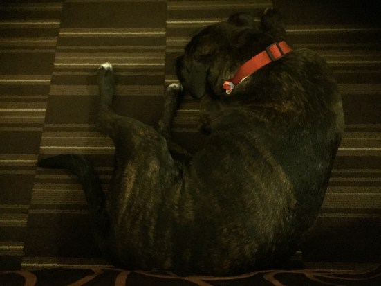 Lucy in hotel