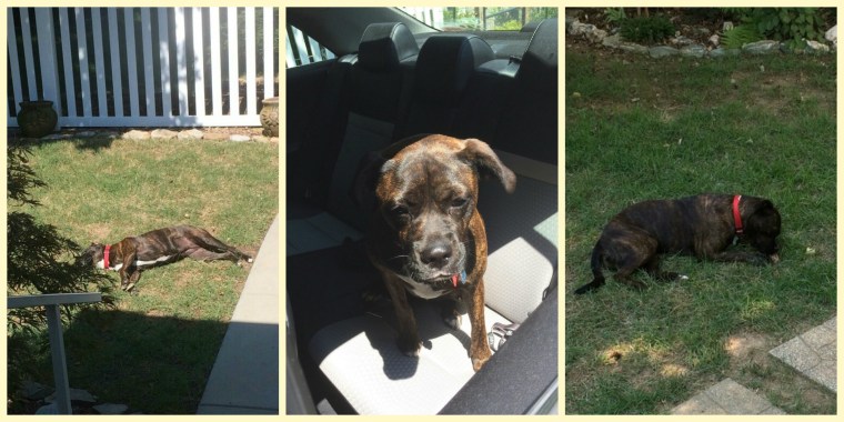 Lucy at Marthas collage 3