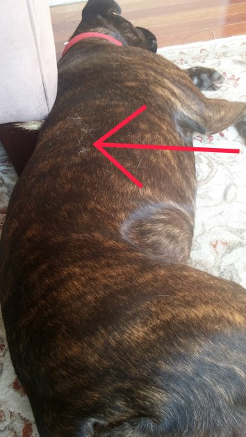 Lucy with dog hair