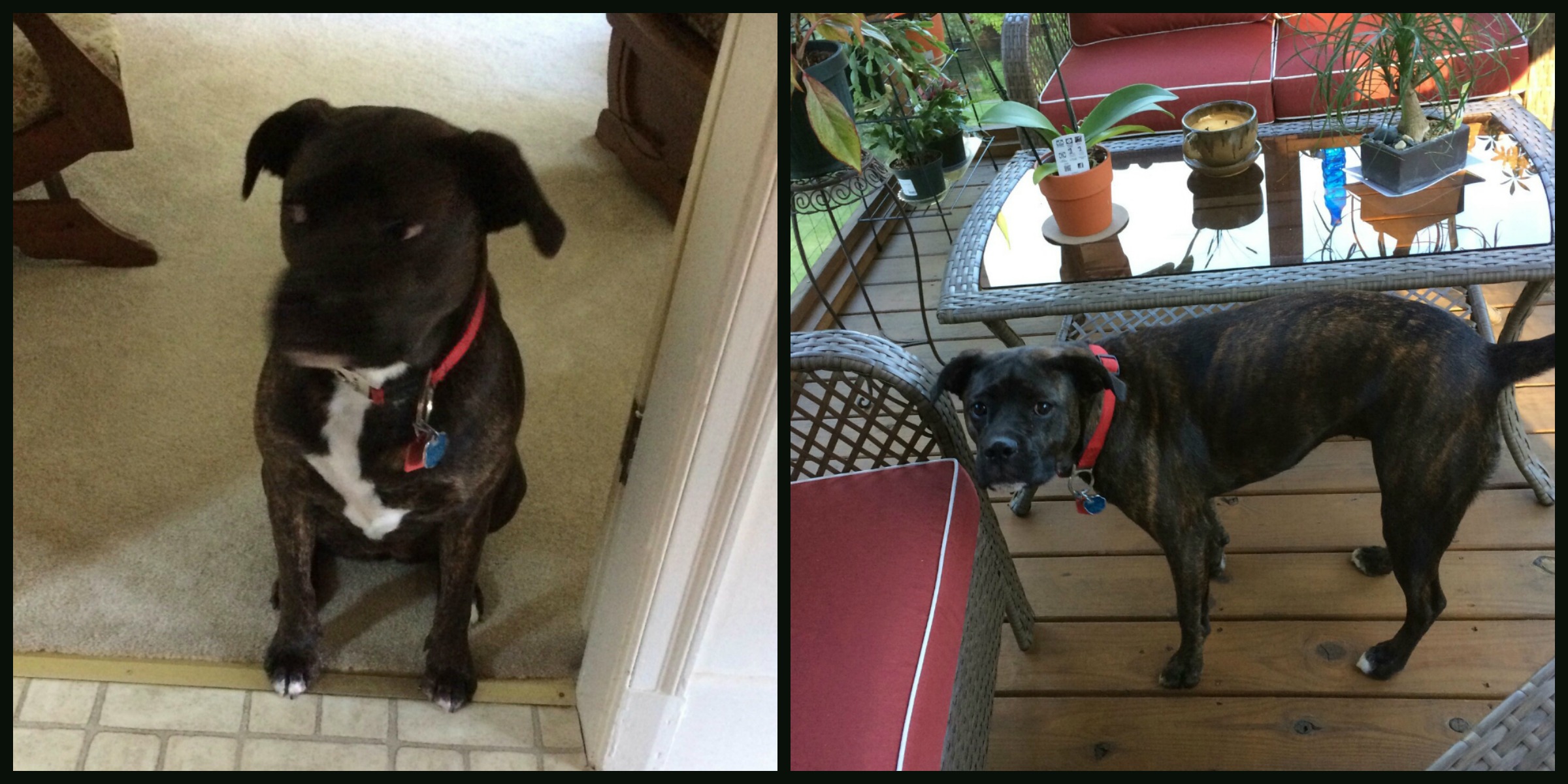 PicMonkey Collage (1)