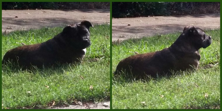 Lucy in grass collage