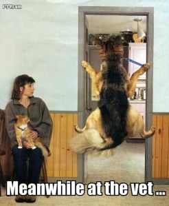 dog in doorway at vet