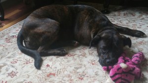 Lucy with purple tiger