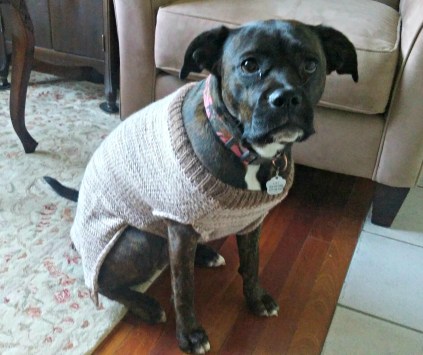 Lucy in sweater Dec 2017