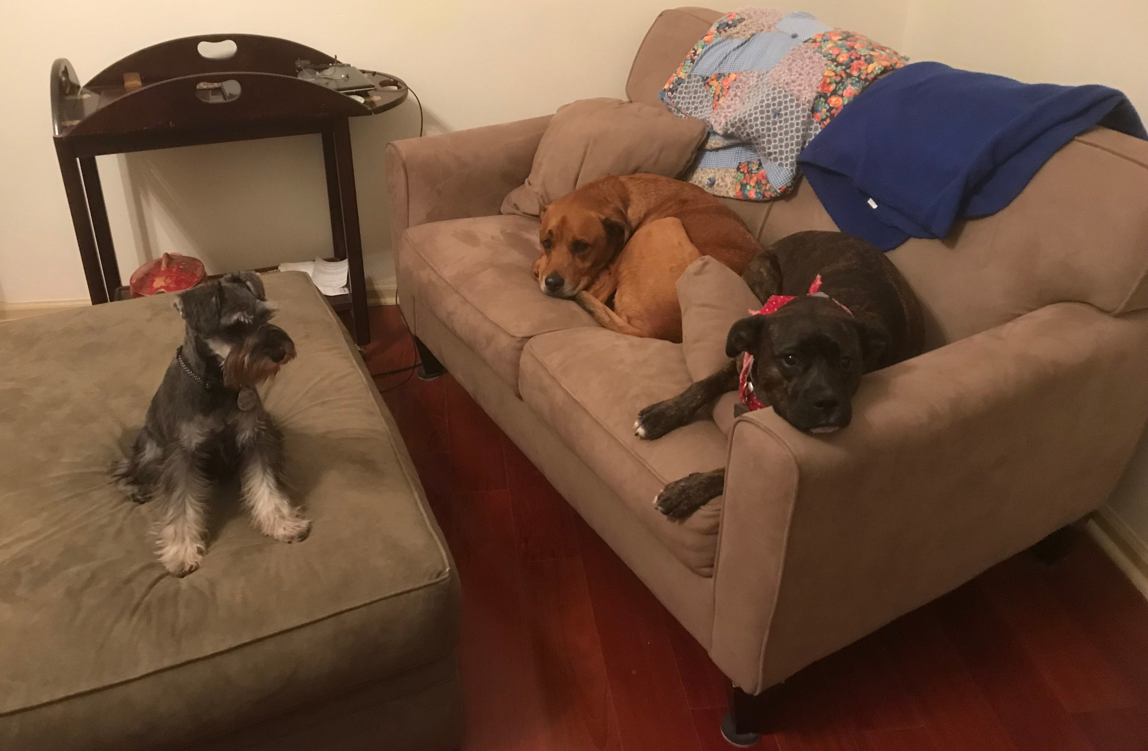 Lucy-Riley on couch 12-17-17 #2