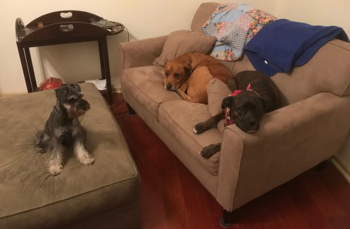 Lucy-Riley on couch 12-17-17 #2