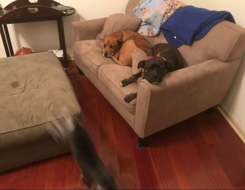 Lucy-Riley on couch 12-17-17 #3