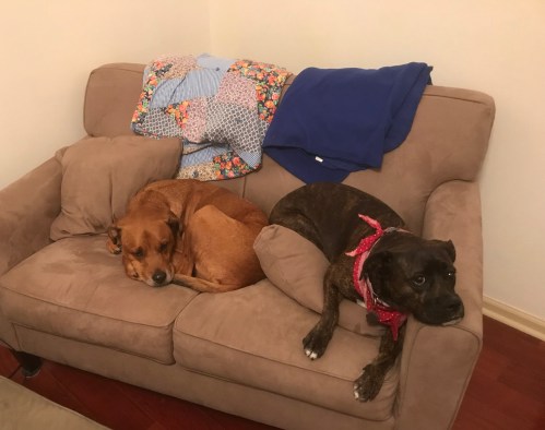 Lucy-Riley on couch 12-17-17